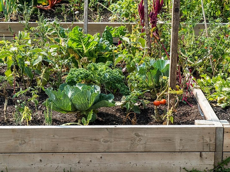 vegetable garden