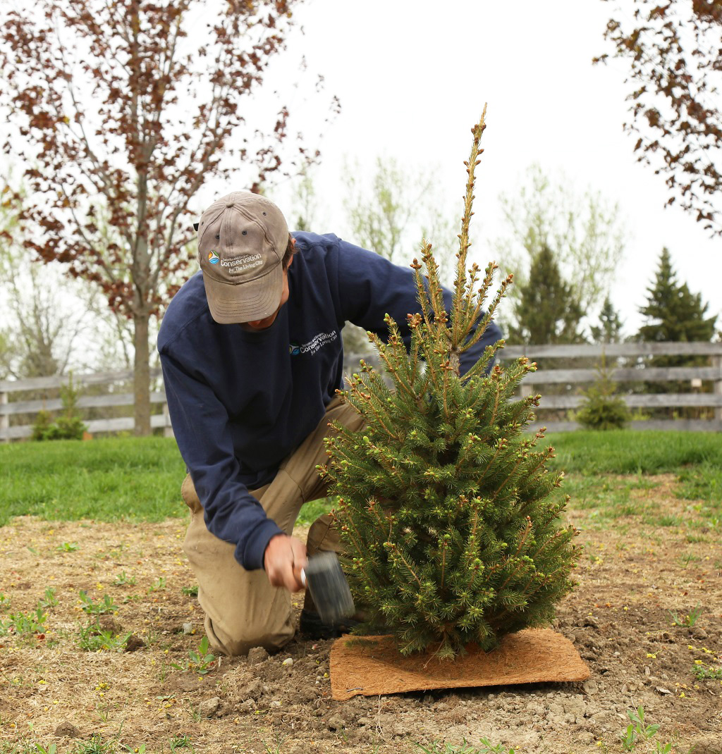 TRCA team member plants tree on rural property