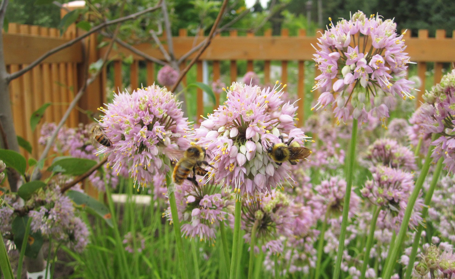pollinator garden