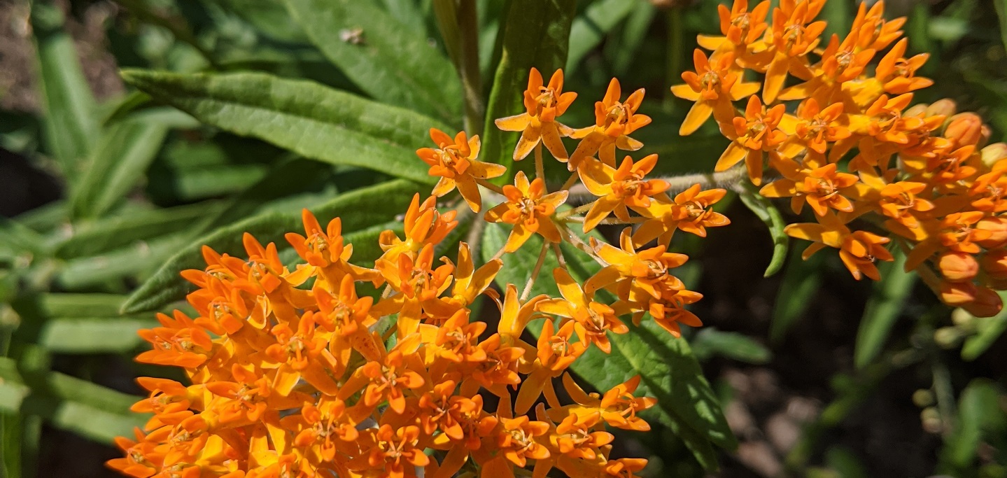 butterfly milkweed
