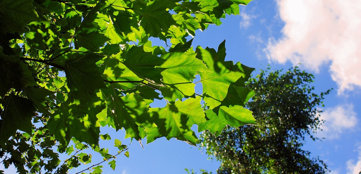 tree canopy