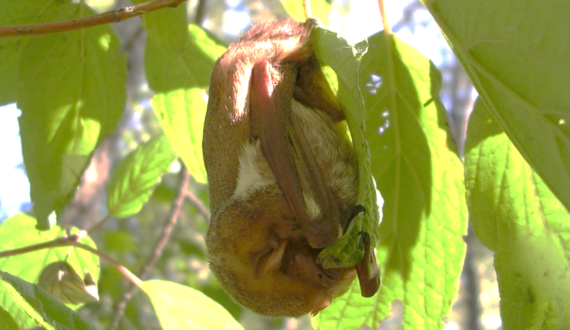 eastern red bat