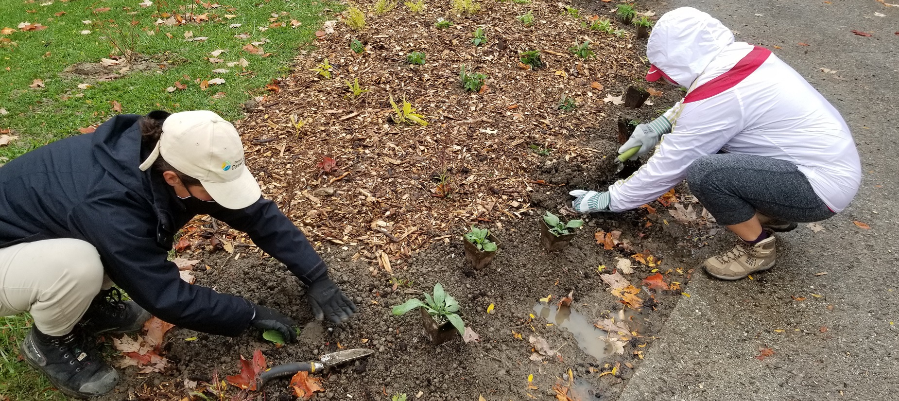 volunteer garden stewards plant native shrubs and wildflowers in Heritage Hills Parkette