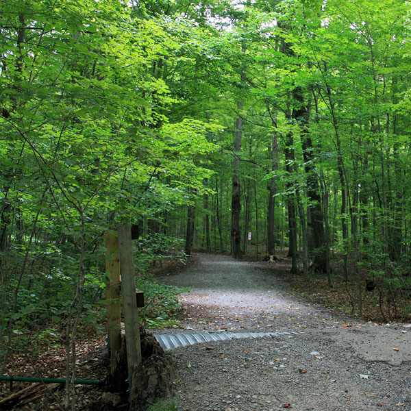 hiking trail at bruces mill conservation park